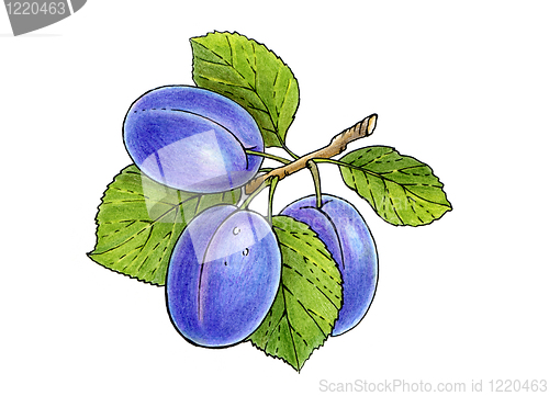 Image of three plums on a branch with leaves