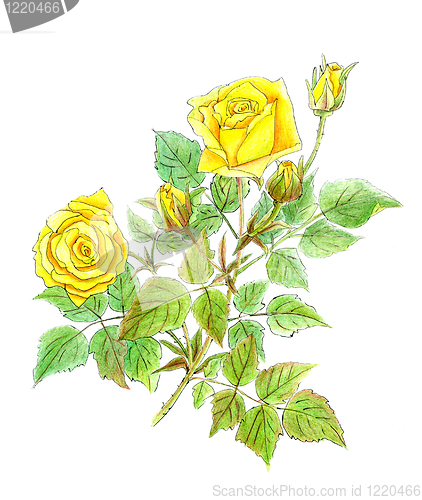 Image of drawing of beautiful branch of yellow roses
