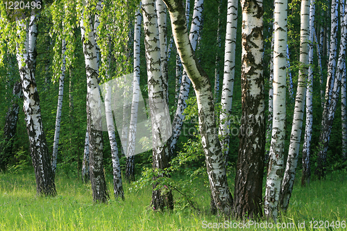 Image of birch trees