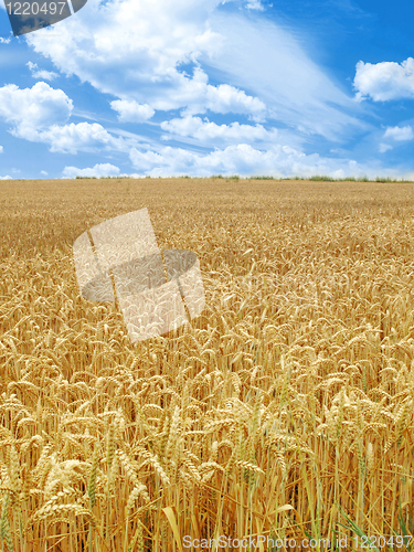 Image of grain field