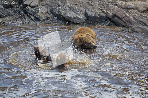 Image of Brown bear