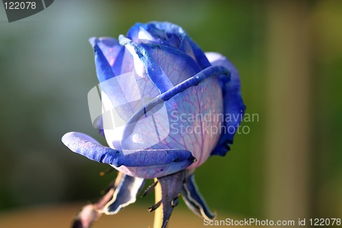 Image of Blue rose