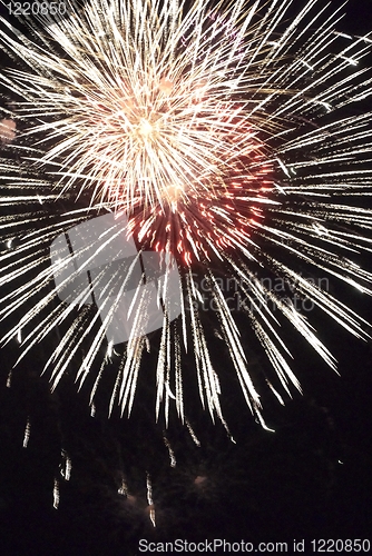 Image of Fireworks flower