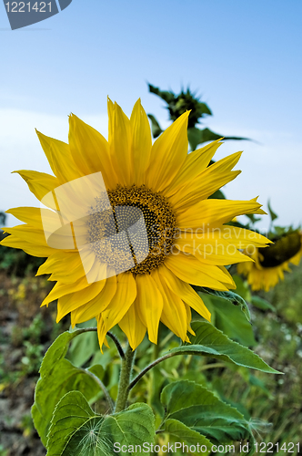 Image of Sunflower