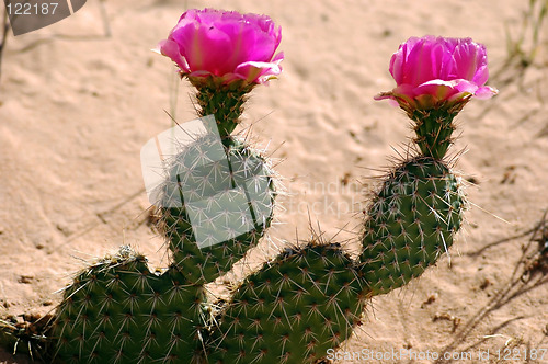 Image of married cactus