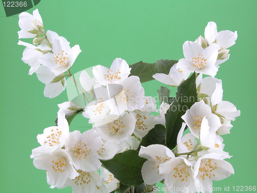 Image of jasmine
