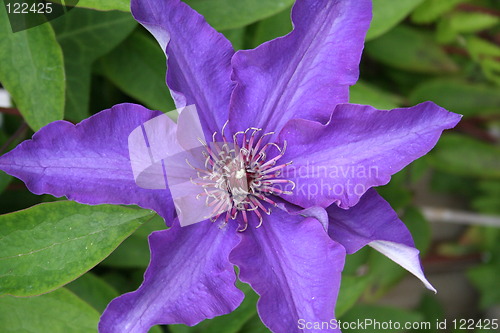 Image of Beautiful blue clematis