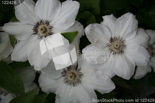 Image of White clematis