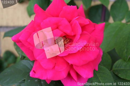 Image of Red rose with lovely middle