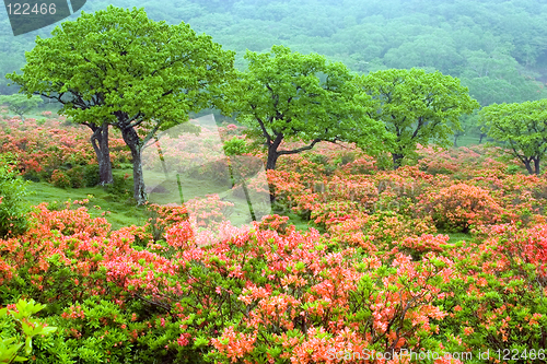 Image of Field of Rhododendrons