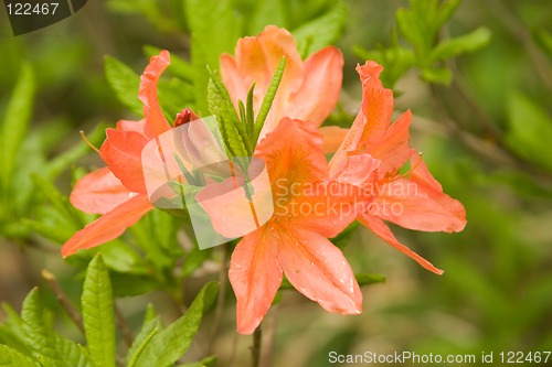 Image of Rhododendron Japonicum