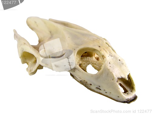 Image of Turtle skull