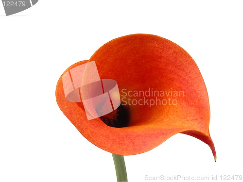 Image of Calla clipping path