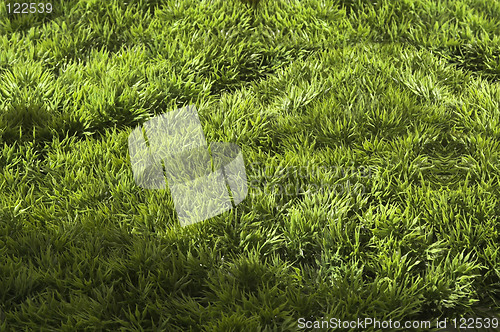 Image of grass