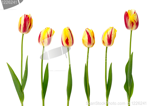 Image of Set of yellow and red tulips