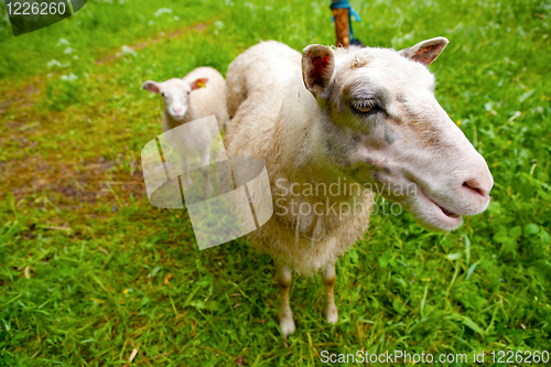 Image of Sheep