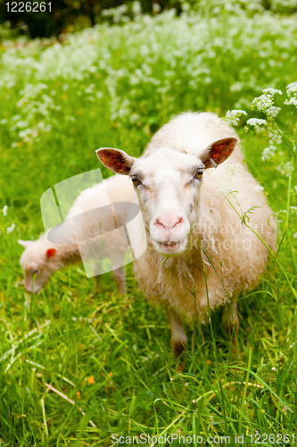 Image of Sheep