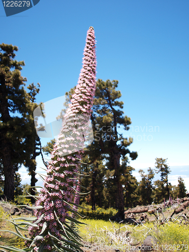 Image of Unique mountain plant