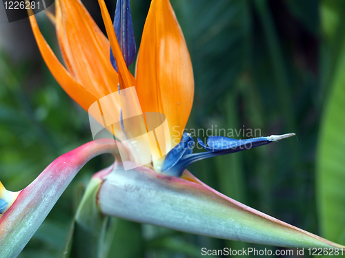 Image of Bird of Paradise Flower
