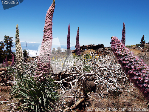 Image of Wildprets Echium