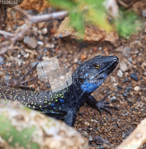 Image of Canary Gecko
