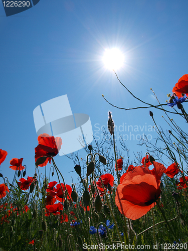 Image of Poppy field with sun