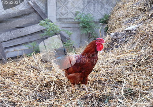 Image of Cockerel in rustic farm yard