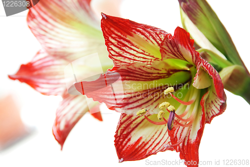 Image of Lily flower