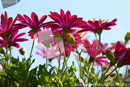 Image of Pink daisy flowers