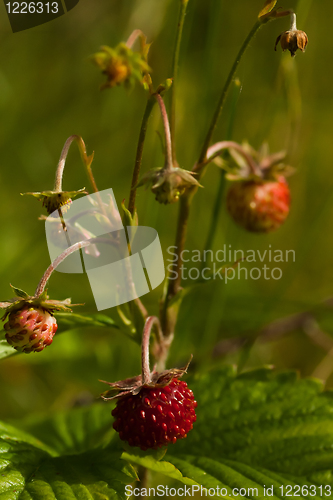 Image of Wild strawberry