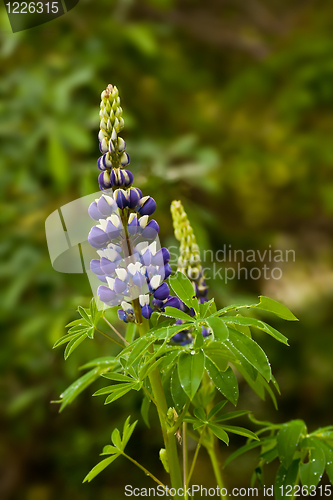 Image of lupinus