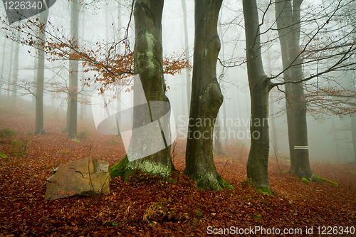 Image of misty forest