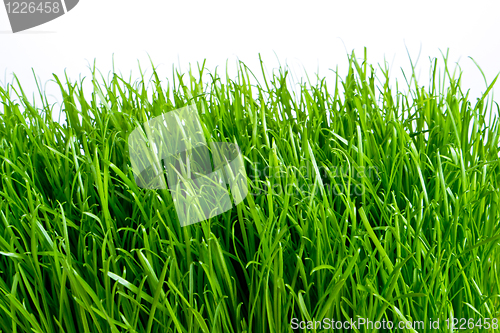 Image of green grass