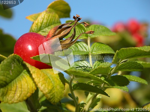 Image of Rosa canina