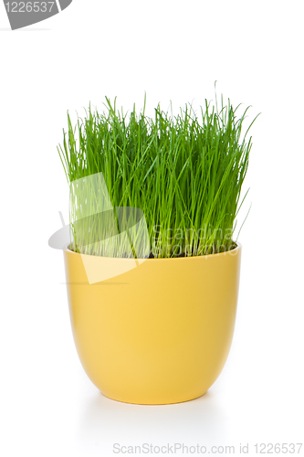 Image of grass in flowerpot