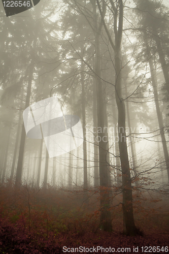 Image of misty forest