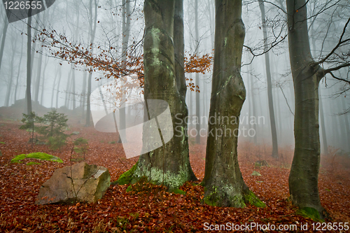 Image of misty forest