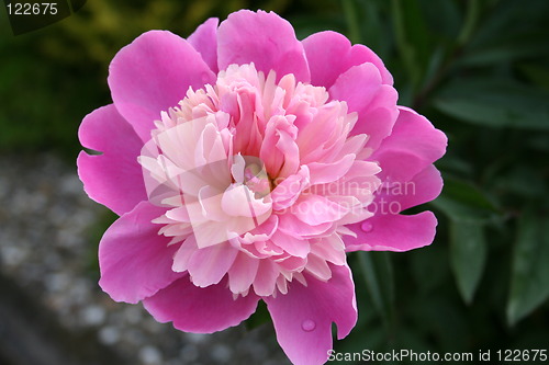 Image of Lovely pink peony with raindrops