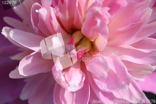 Image of Close-up of wonderful peony