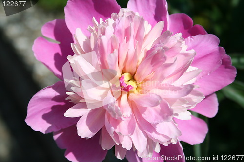 Image of Isolated peony in different kind of pink colours