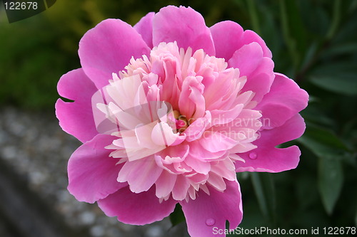 Image of Beautiful peony