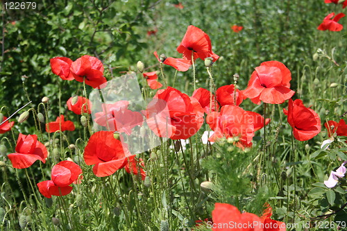 Image of Poppy field