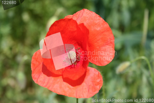 Image of Isolated poppy