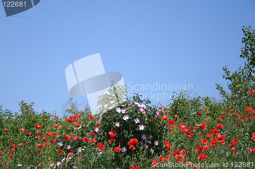 Image of A field of poppies and roses