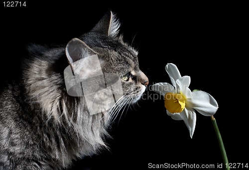 Image of Cat and Narcissus