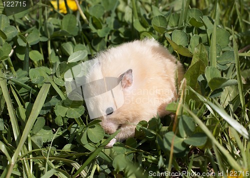 Image of Hamsteron the lawn