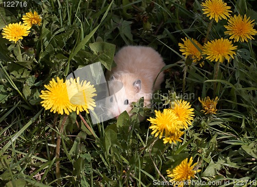 Image of Hamster on the dandelyon lawn