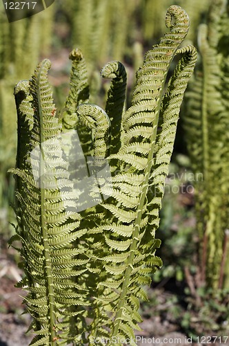 Image of Fern sprouts