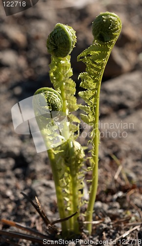 Image of Fern sprouts