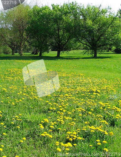 Image of Dandelion meadow